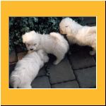 0006-Wochen_Geschwister.html