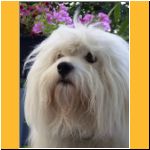 2003-Sommer_PortraitBlumen.html